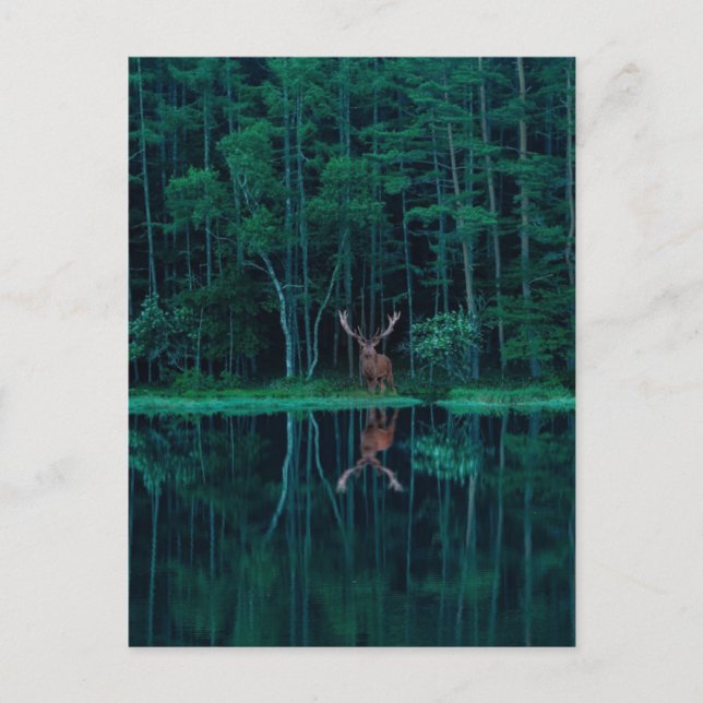 Deer in the Forest Postcard Postkarte (Vorderseite)
