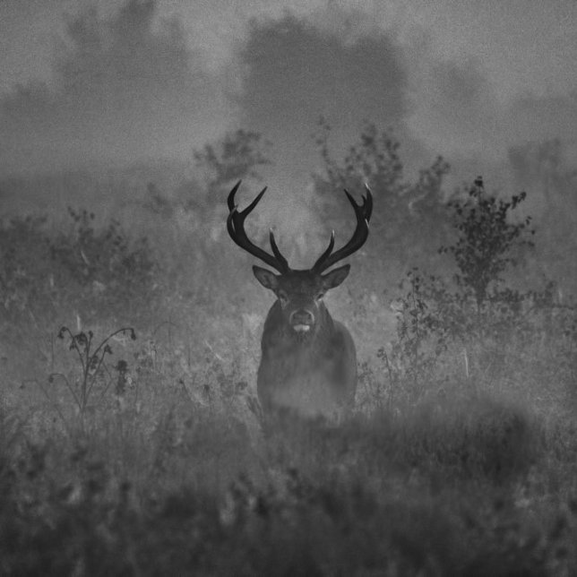 Deer In The Mist Rundes Kissen (Von Creator hochgeladen)