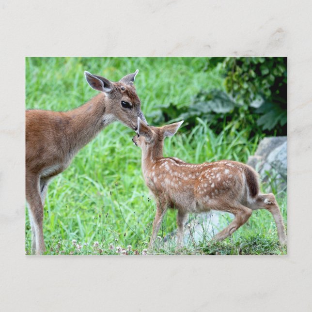 Deer Kissing Fawn Postkarte (Vorderseite)
