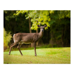 Deer on Golf Course Poster