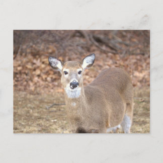 Deer Photo Postcard Postkarte