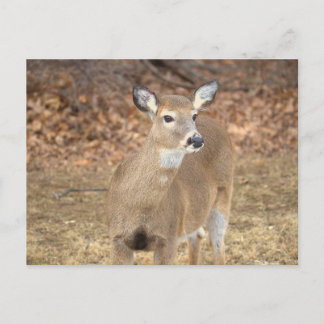 Deer Photo Postcard Postkarte
