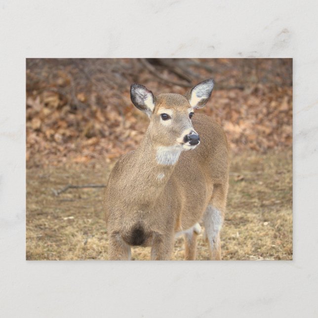 Deer Photo Postcard Postkarte (Vorderseite)