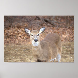 Deer Photo Poster