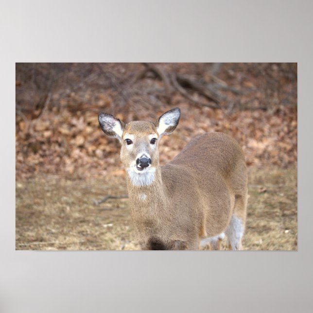 Deer Photo Poster (Vorne)