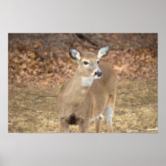 Deer Photo Poster