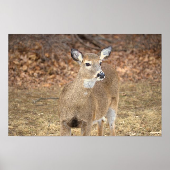 Deer Photo Poster (Vorne)
