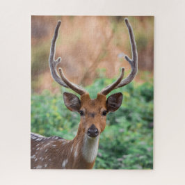 Deer Stag Antlers Woodland Wildlife