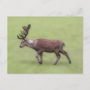 Deer Stag, Digital Art. Postkarte