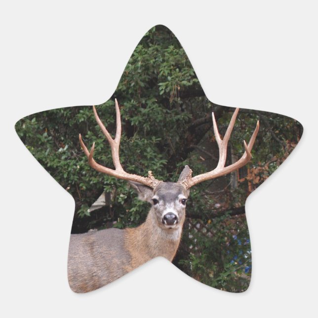 Deer Star Sticker (Vorderseite)