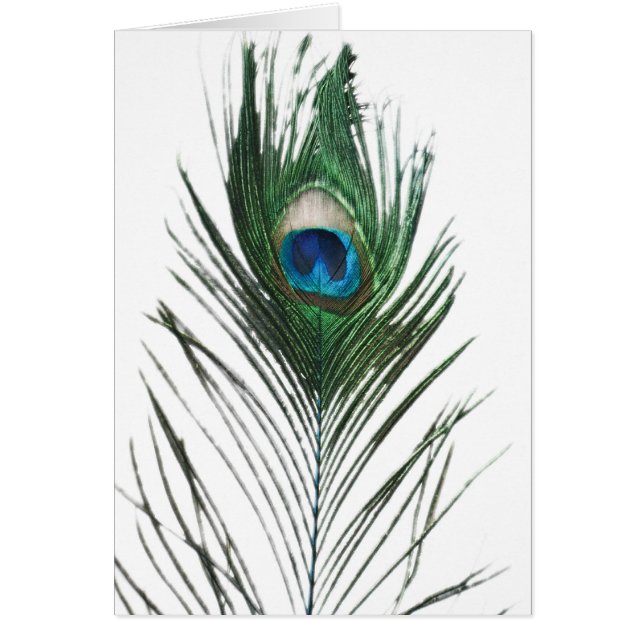 Defektes Peacock Feather (Vorne)