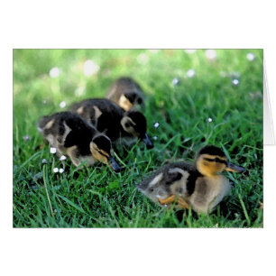 Défilé de canards
