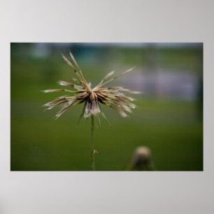 Deflowered Druck Poster