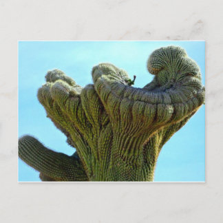 deformiertes Saguaro cactus.jpg Postkarte