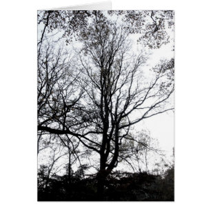 Défunt arbre presque stérile B&W d'automne de