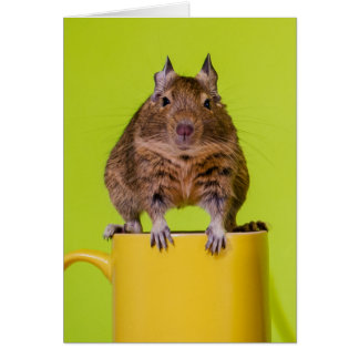 Degu auf einer gelben Schale