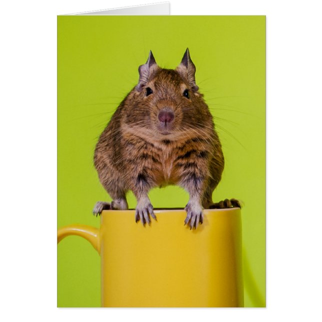 Degu auf einer gelben Schale (Vorne)