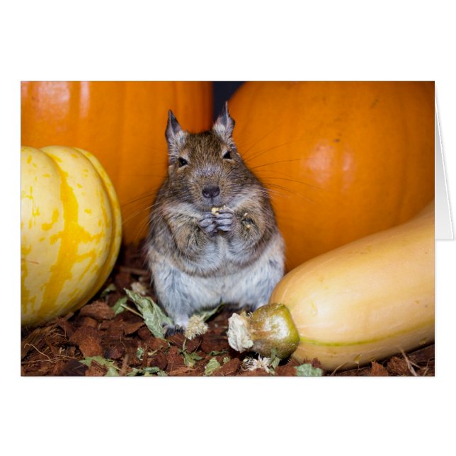 Degu avec Citrouille & Squash (Devant horizontal)