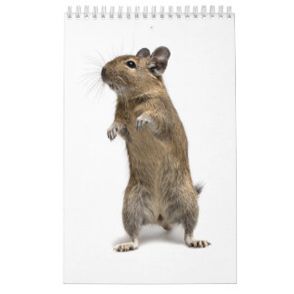 Degu Familie Kalender