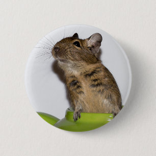 Degu in der grünen Fotografie Button