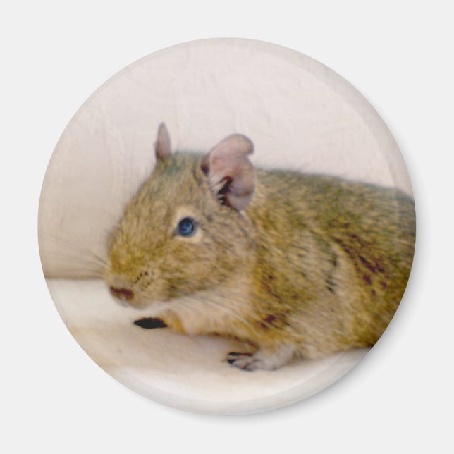Degu Magnet (Vorne)