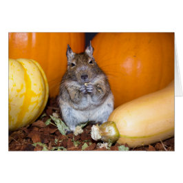 Degu mit Pumpkin & Squash