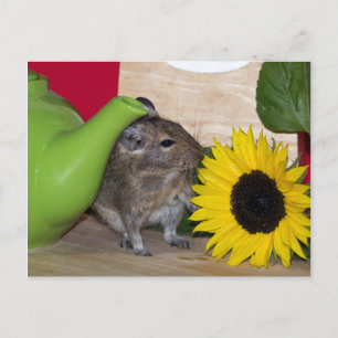 Degu mit Teapot & Sonnenblume Postkarte