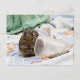 Degu nagt ihr Essen auf dem Bett Postkarte