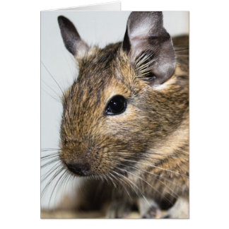 Degu Portrait