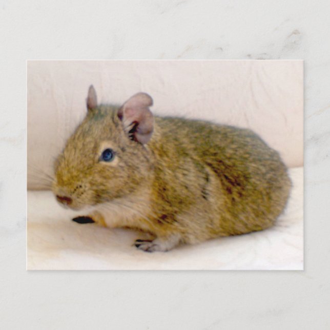 Degu Postkarte (Vorderseite)