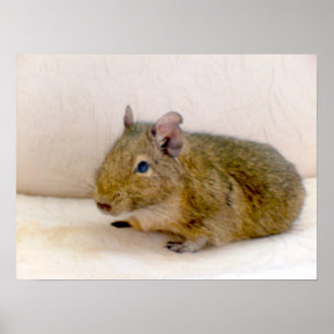 Degu Print Poster