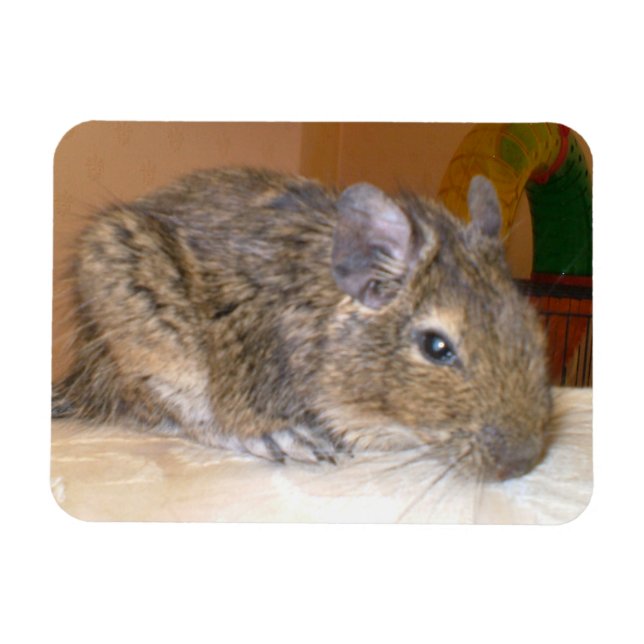 Degu Relaxing Premium Magnet (Horizontal)