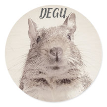 ♧ DEGU ♧