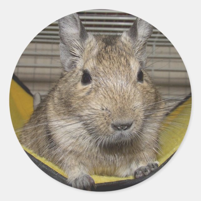 Degu Runder Aufkleber (Vorderseite)