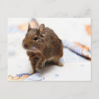 Degu Stehend auf dem Bettblech