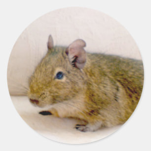Degu Sticker