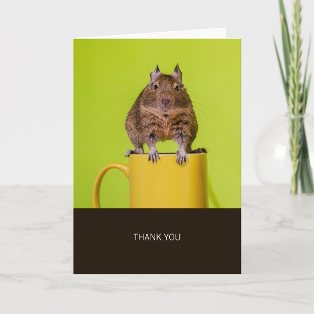 Degu sur le Merci de la Coupe Jaune (Devant)