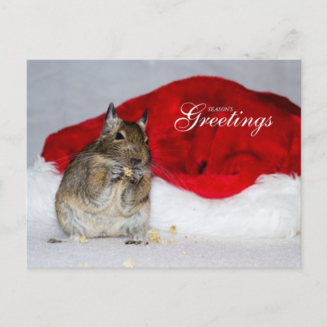Degu & Weihnachtsmannmütze - Grüße der Saison Feiertagspostkarte (Vorderseite)