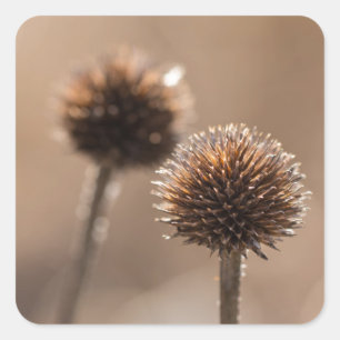 Deichsel im Herbst-Makro Quadratischer Aufkleber