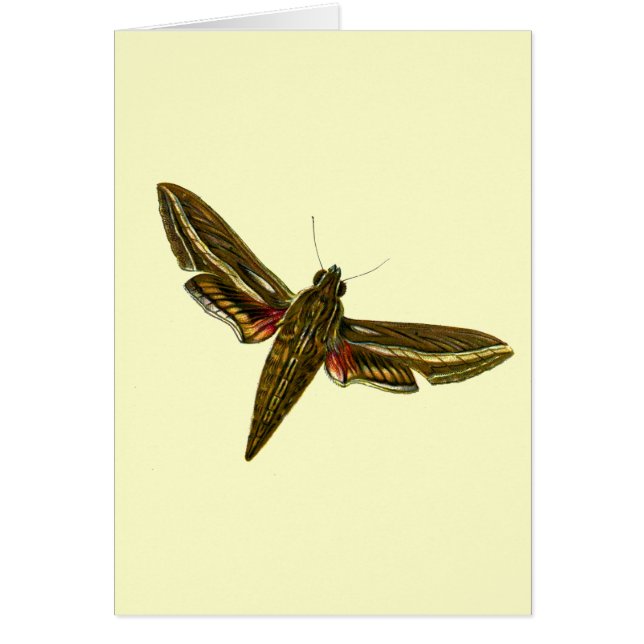 Deilephila celerio - Vine Hawk-Moth (Devant)