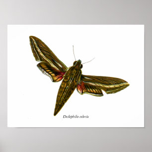 Deilephila celerio - Weinranken-Schwärmer Poster
