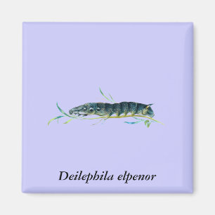 Deilephila elpenor Raupe Magnet