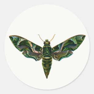 Deilephila Nerii - Oleander Hawk-Moth-Schlüsselanh Runder Aufkleber