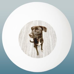 Dein Lieblingsfoto-Andenken von deinem Haustier Tischtennisball