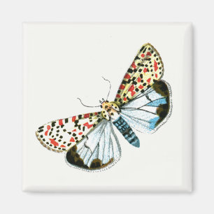 Deiopeia pulchella - Crimson-Speckled Flunkey Moth Magnet