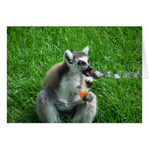 Déjeuner Lemur