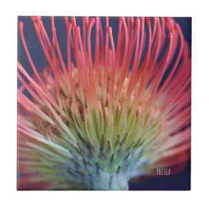 DEKO FLIESE "PROTEA"