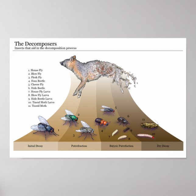 Dekomposure drucken poster (Vorne)