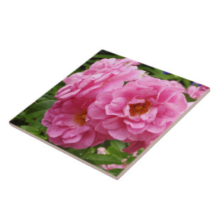 DEKORATIVE KERAMIK TITEL."PINK FRILLY ROSE" FLIESE