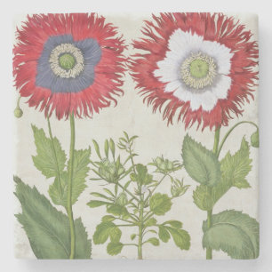 Dekorative Mohnblumen, vom 'Hortus des Steinuntersetzer